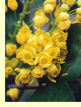 Магония падуболистная (Mahonia aquHolium Nutt.) Магония падуболистная (Mahonia aquHolium Nutt.)